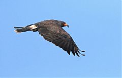 Snail Kite